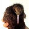 gideolope